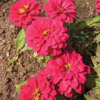 Magellan Cherry Zinnia Thumbnail